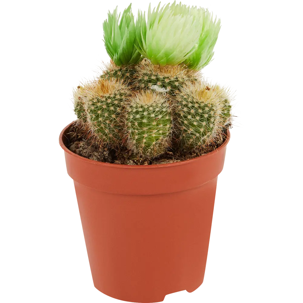 Santreyd Кактус микс с декоративными цветами для интерьера 14470927 STLM-0004983