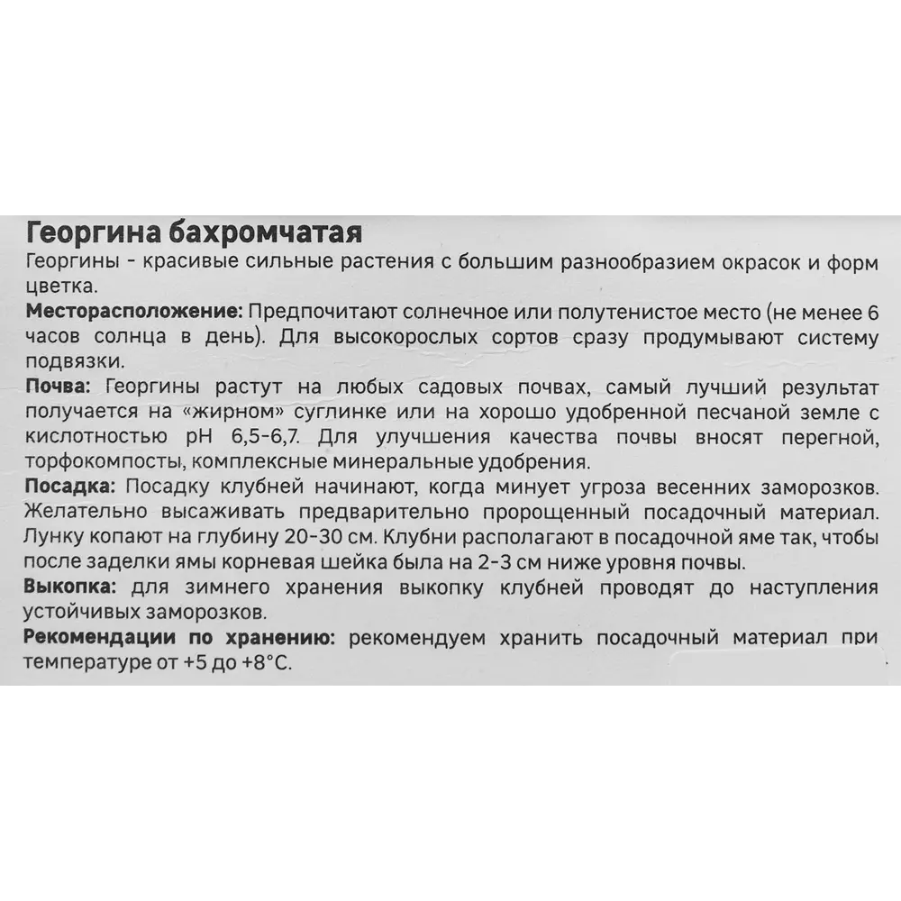 Георгина Geolia бахромчатая Тейбл Дансер STLM-2207904 - Вид №3