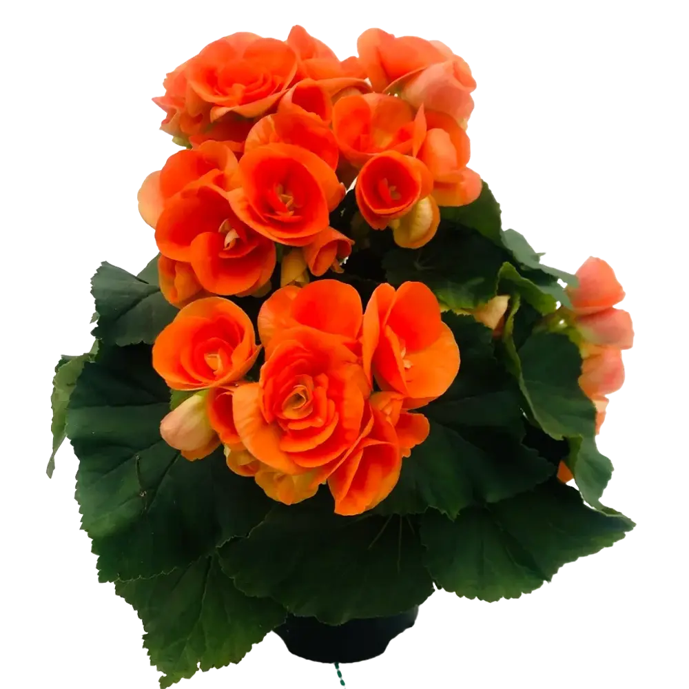 Бегония Элатиор Santreyd — оранжевое цветочное великолепие в горшке 86217139 STLM-0066827