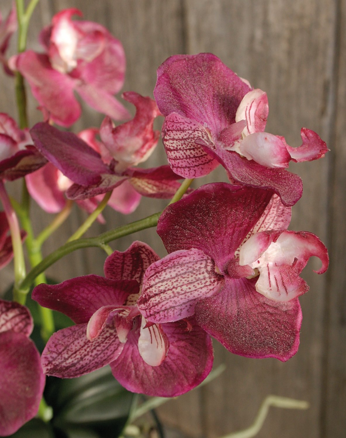 2579 515 a2 Пластиковая орхидея Phalaenopsis, ваза с водой, 80 см, real touch, розовая H-andreas  - Вид №3