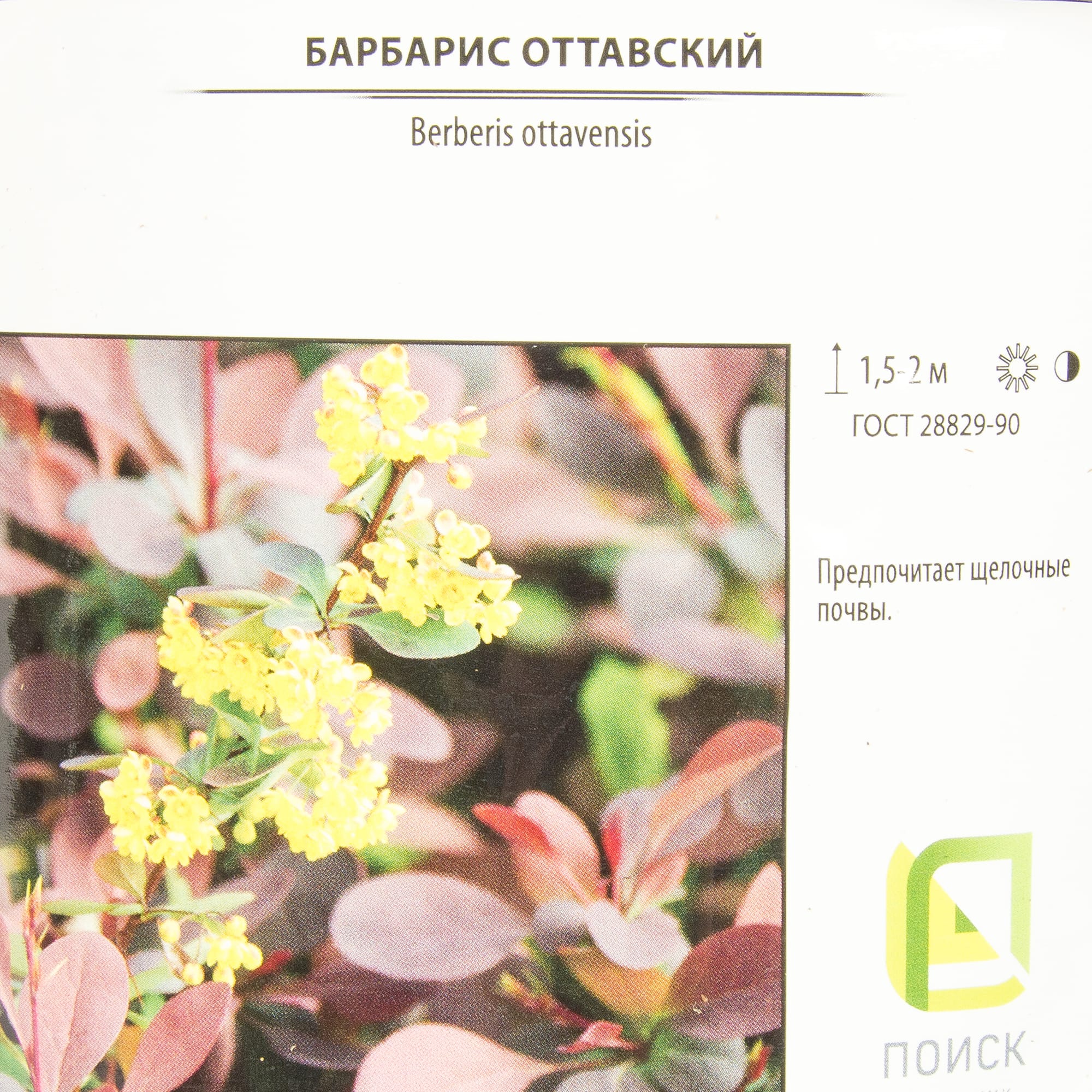 82219495 Барбарис Тунберга «Дартс Ред Леди» 2 л h20 см Santreyd  - Вид №1