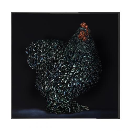 Gallo Cedrone Произведение искусства Visionnaire 
