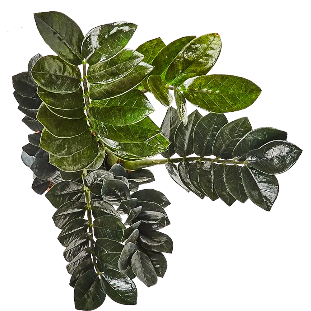 Santreyd Замиокулькас Супер Нова — изысканный темнолистный красавец для интерьера 82877352 STLM-1447402 - Вид №1