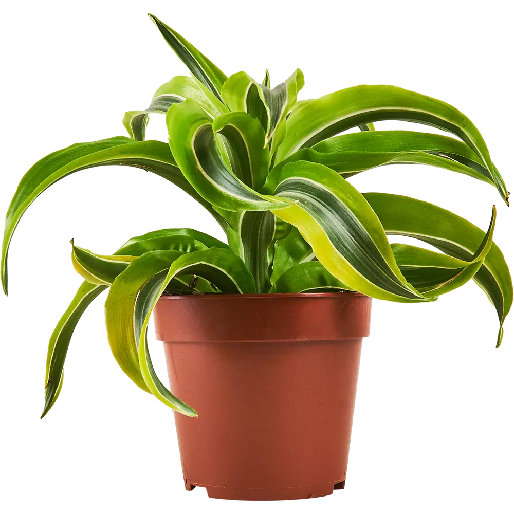 Santreyd Драцена - дерево счастья для вашего интерьера 87959807 STLM-0952346 - Вид №1