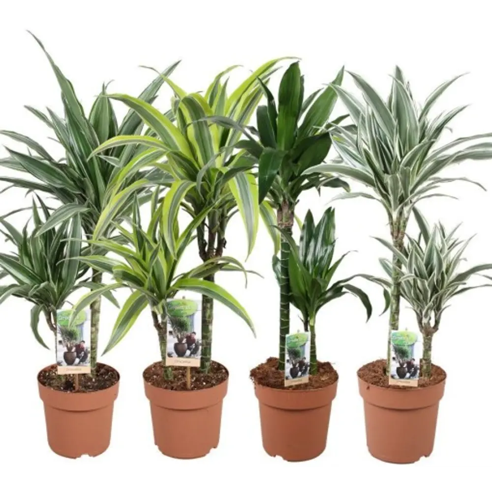 Santreyd Драцена Фрагранс — вечнозеленая комнатная пальма с высоким ростом 84586885 STLM-0052387 - Вид №2