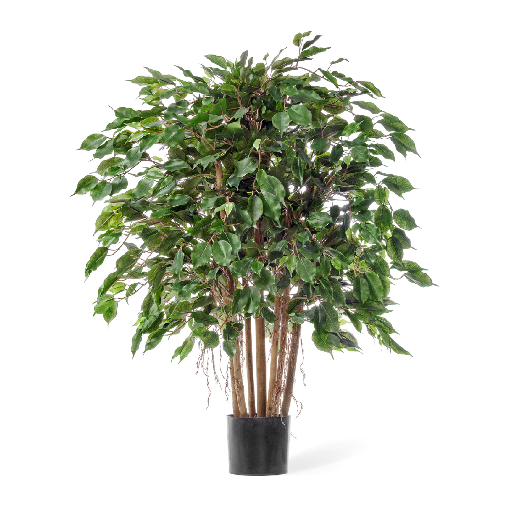 2000983190017 Фикус Бенджамина карликовый 100 см COSMO RED 