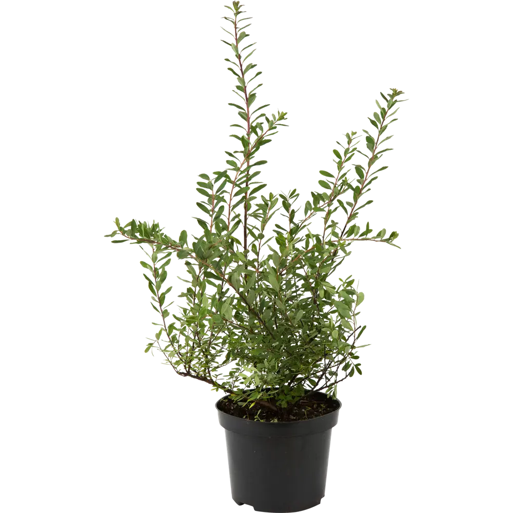 Спирея ниппонская «Сноумоунд» C3 20-40 см PLANTMARKET STLM-2113199