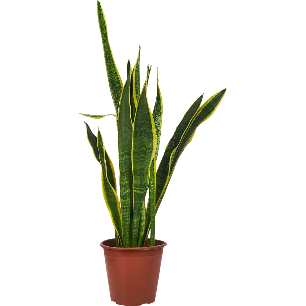 Сансевиерия Трехполосная Santreyd — изящный суккулент с полосатыми листьями 86587893 STLM-0952825