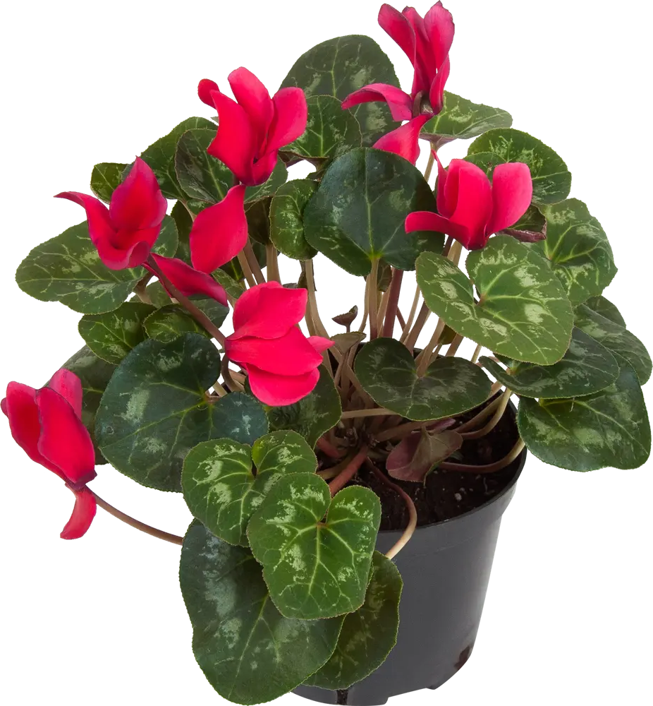 Цикламен Santreyd - нежное цветущее украшение интерьера 83248154