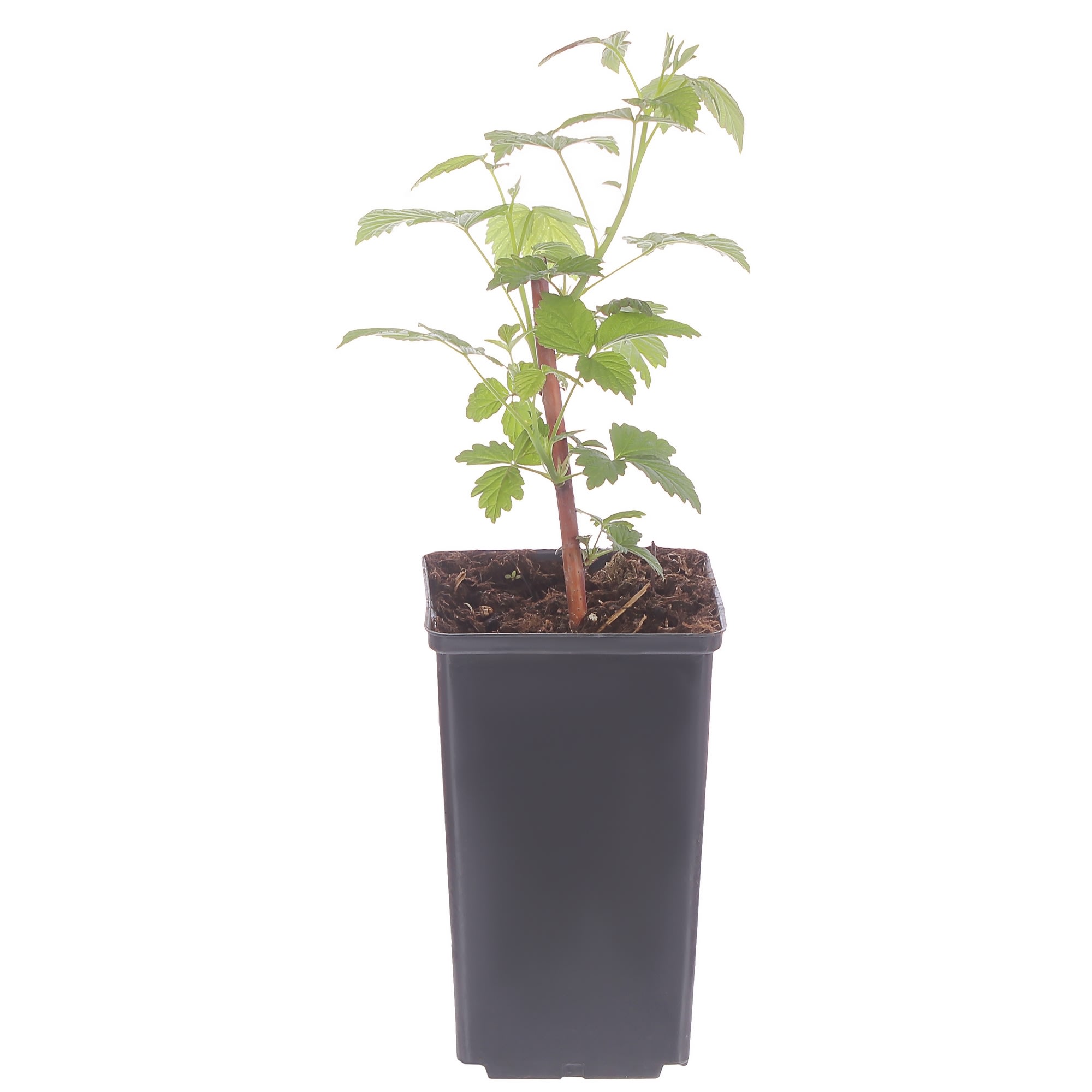 81954931 Малина С2 «Вольница» h40 Santreyd 