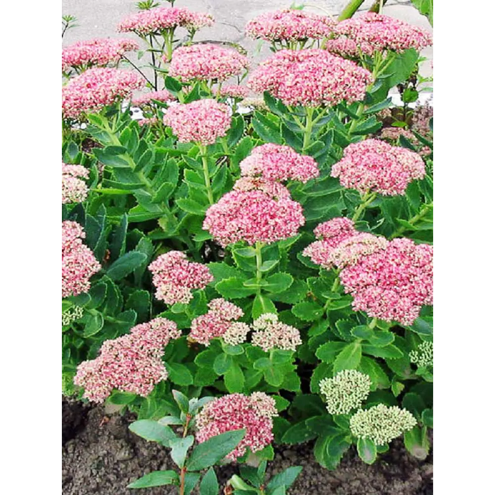 Очиток видный C2 ø15 h30 см PLANTMARKET STLM-2140516