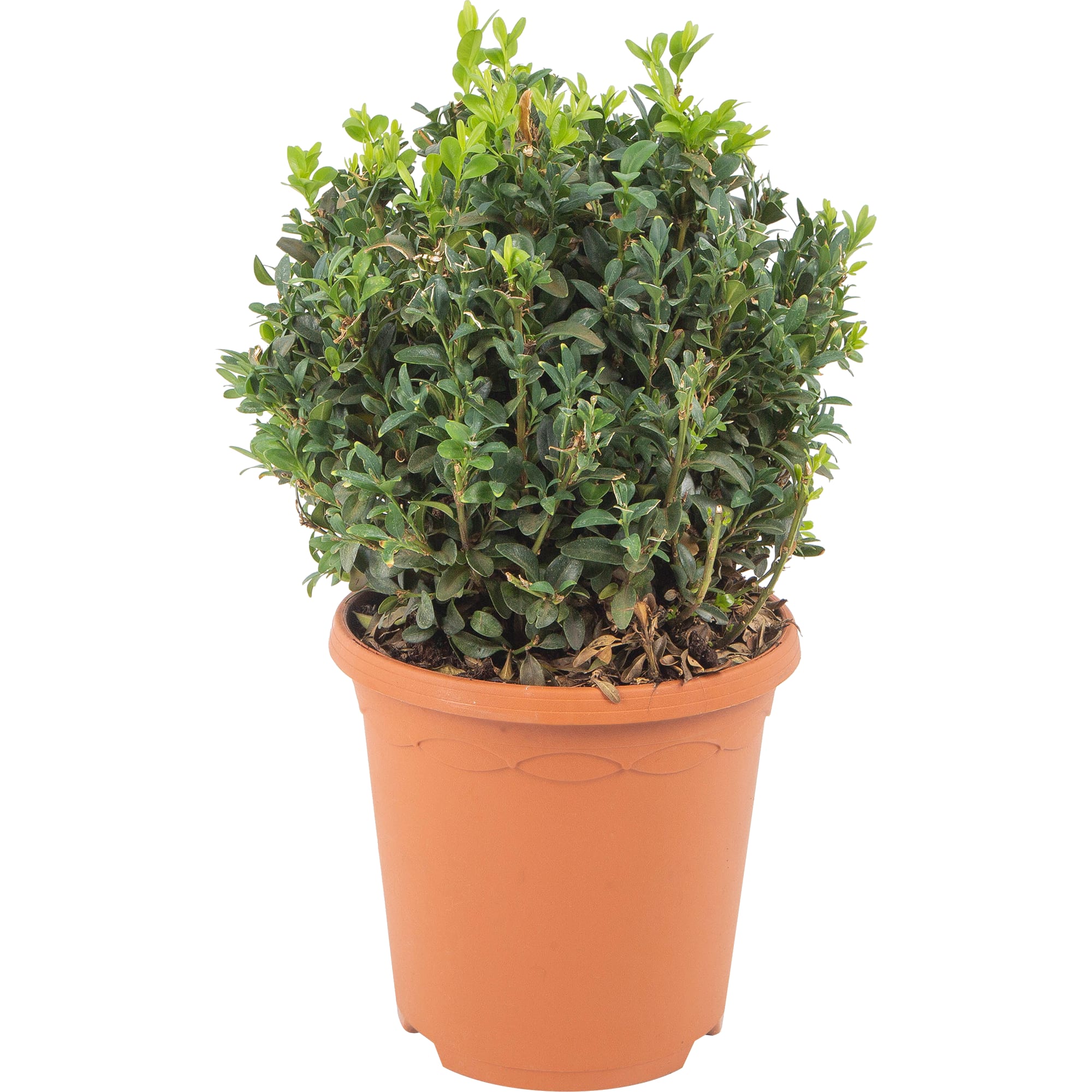 82601598 Буксус форма шар 19x20 см Santreyd 