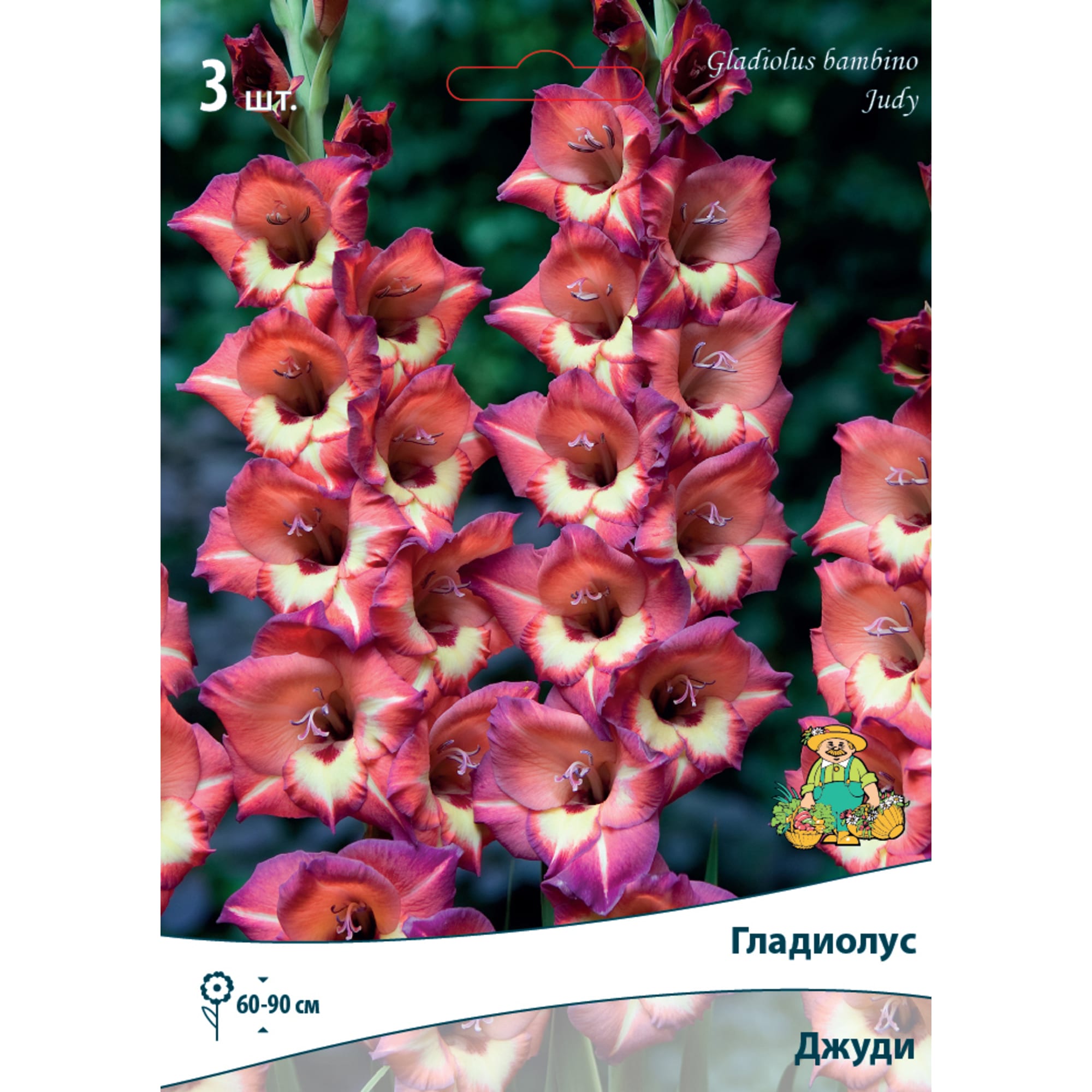 82530185 Гладиолусы бамбино Джуди Santreyd 