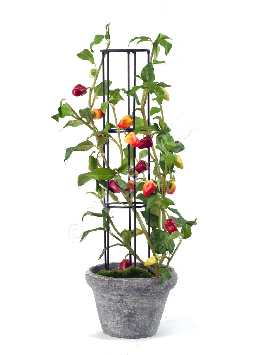 10.0314057 Мини-Перчики на решётке куст декоративный в кашпо Цветочная коллекция 