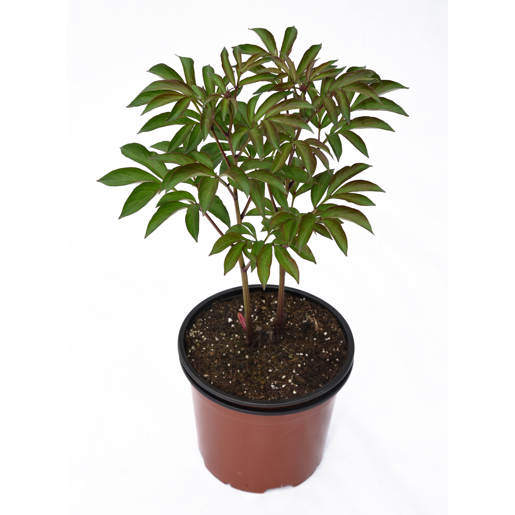 85324444 Пион молочноцветковый Лемон Шифон ø14 h50 см Santreyd  - Вид №1