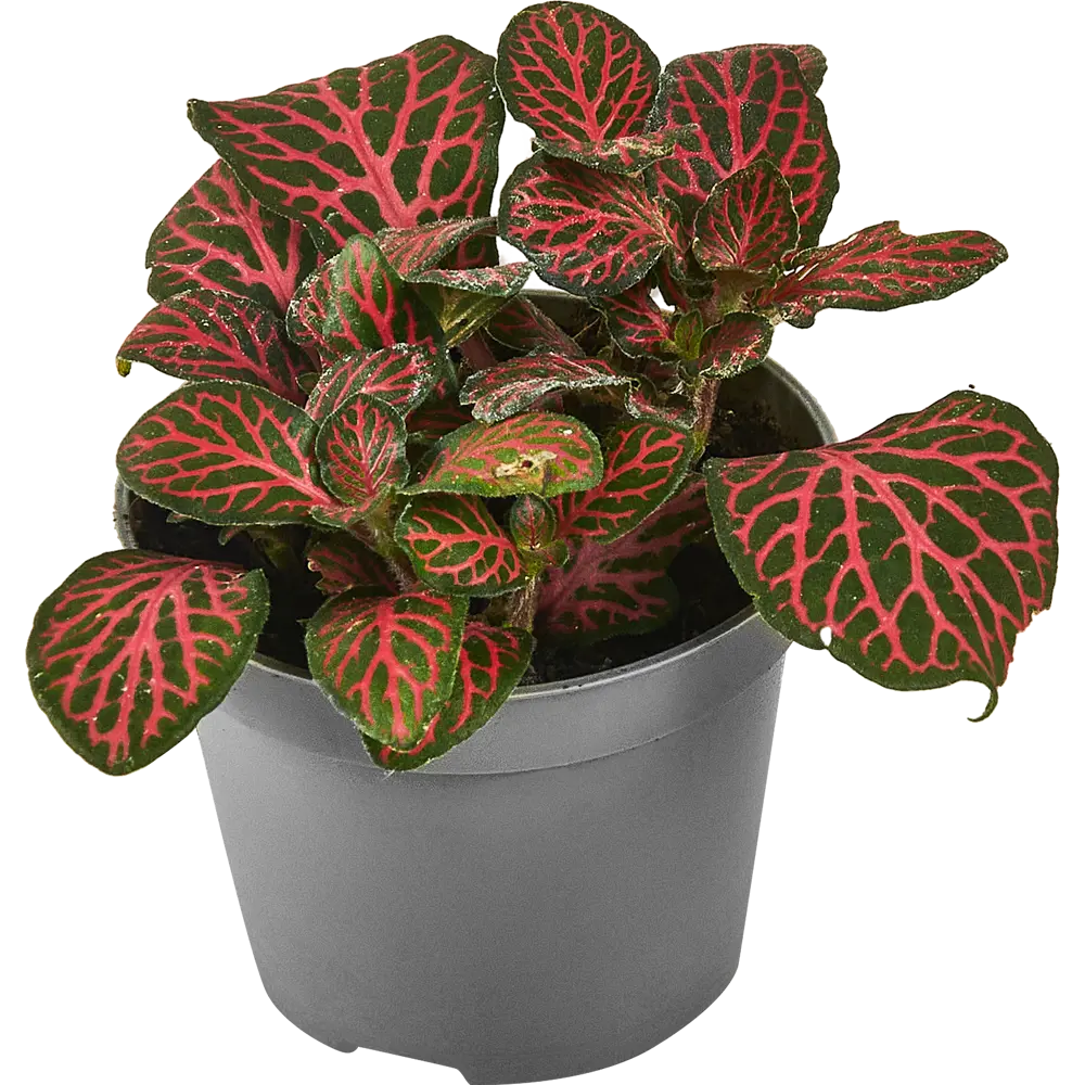 Santreyd Фиттония микс — декоративное растение с серебристыми узорами 87819630 STLM-0075867