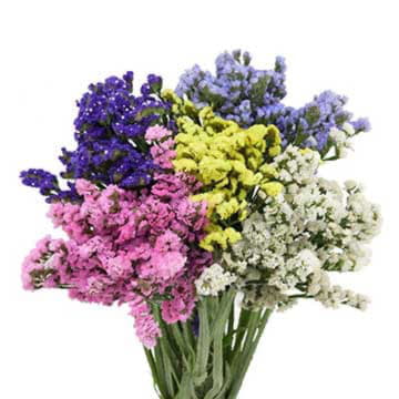 Лимониум микс 80 см Santreyd 26373