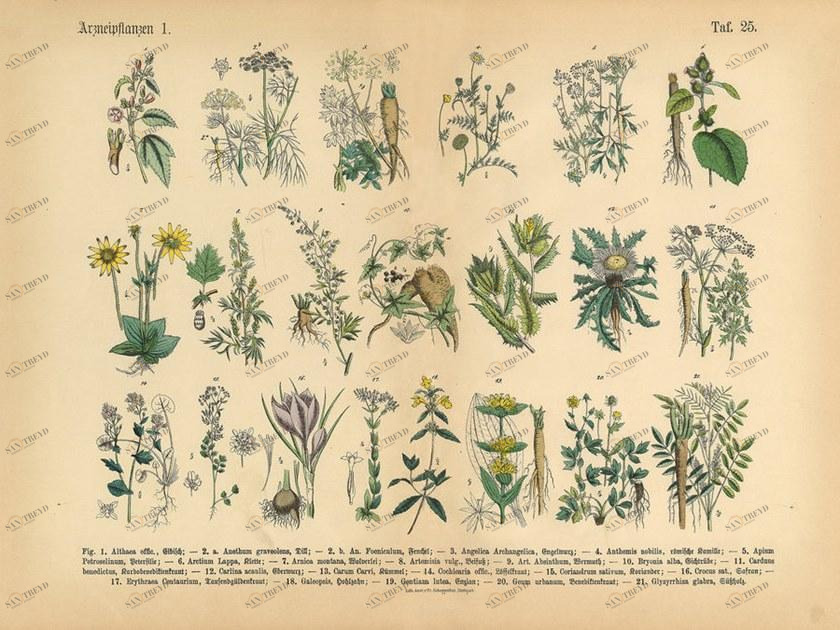 Architects Paper Обои с цифровой печатью и цветочными мотивами Ap digital iv sun-id-1382992
