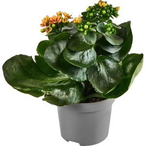 Santreyd Каланхое Дабл Квин Дженетик - цветущее совершенство в горшке 86749975