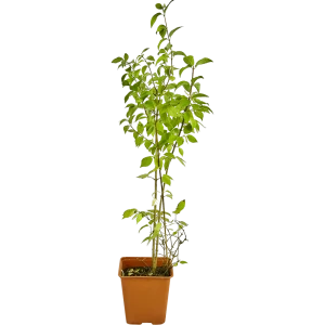 Чубушник микс - декоративный кустарник для сада с разноцветным цветением 89133462