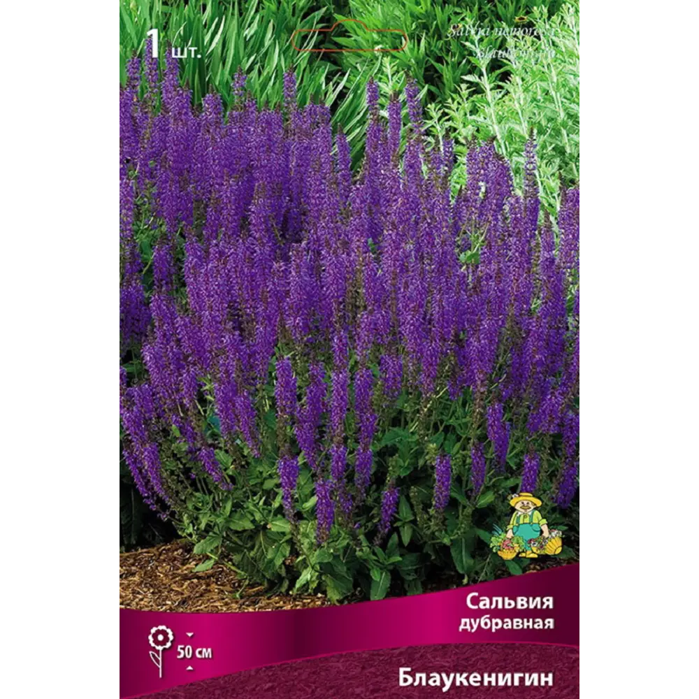 Сальвия дубравная Шалфей Блау Кенигин 89433479 STLM-2031360 ПОИСК  - Вид №1