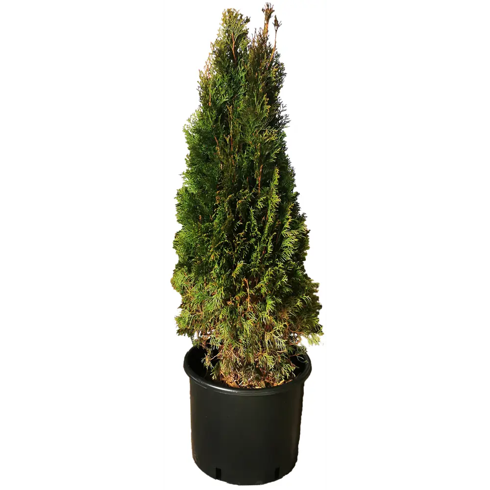 Туя западная Смарагд h120 см - вечнозеленое растение для живых изгородей 84506315 МОНБЛАН STLM-1574564