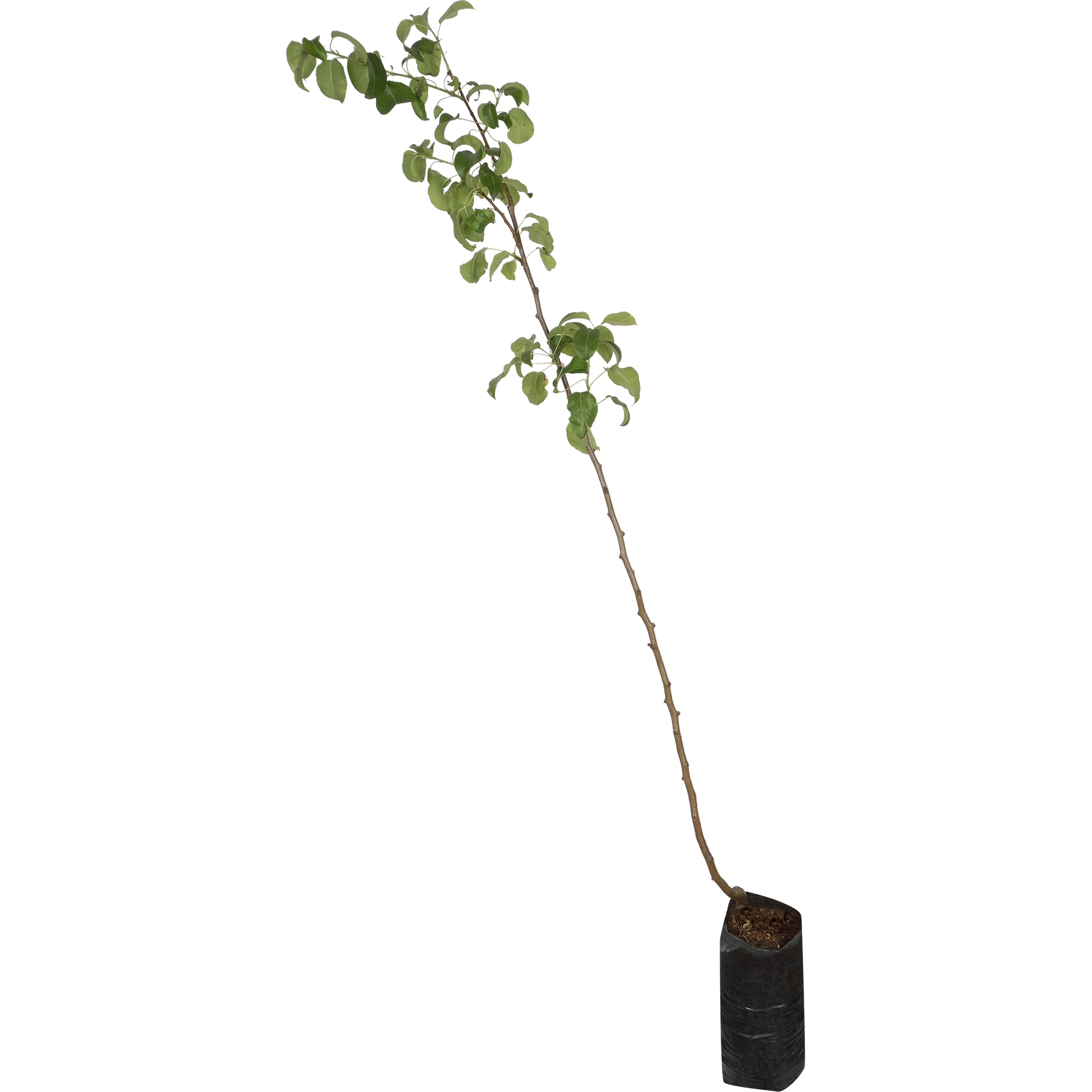 82176294 Груша обык «Ларинское» 3-5 л 100-180 см Santreyd 