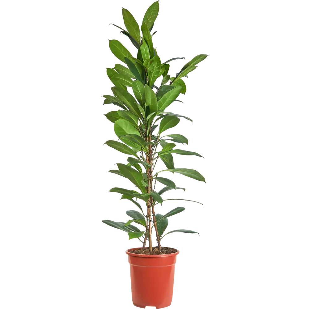 Фикус Киатистипула Santreyd - изящное переплетение стеблей для вашего интерьера 84586918 STLM-0052394 - Вид №1