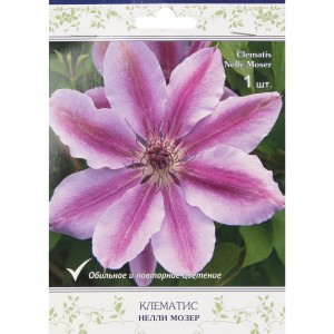 18345630 Клематис «Нелли Мозер»