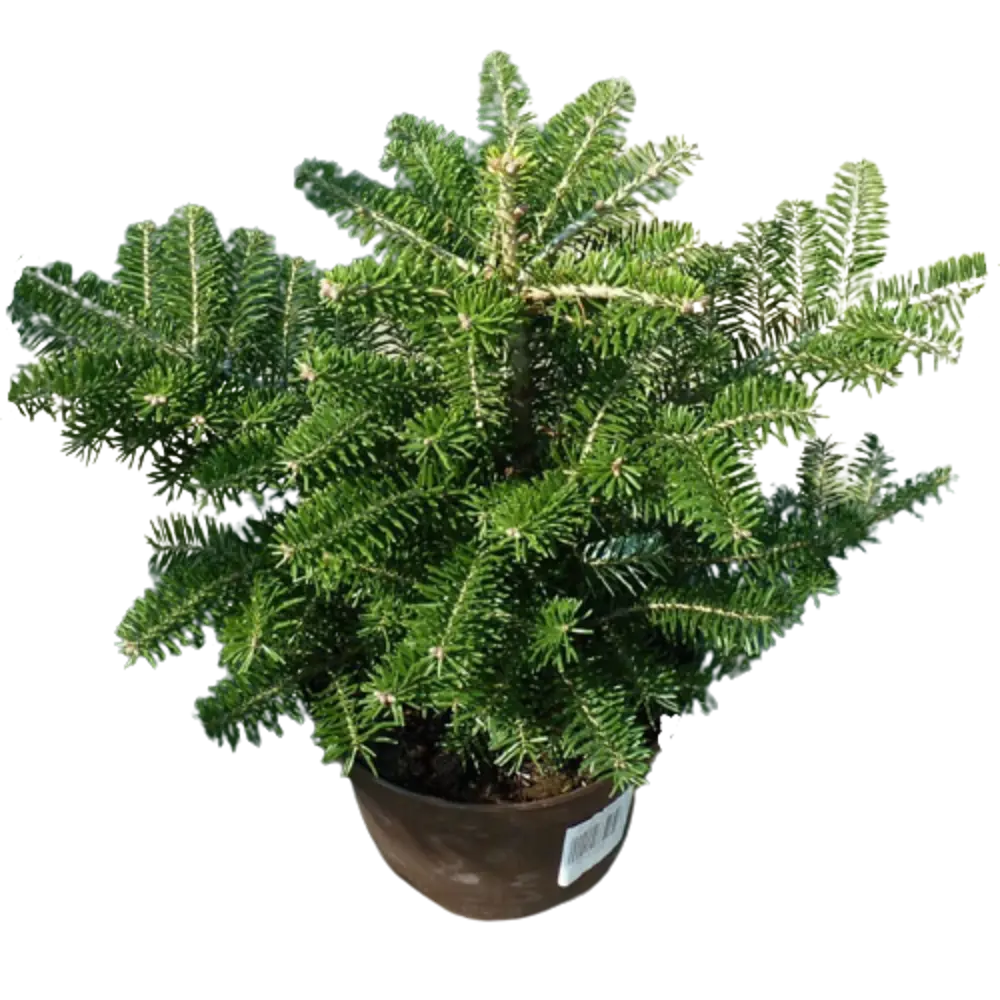 Пихта корейская Кореиана ø19 h60 см PLANTMARKET STLM-2144623