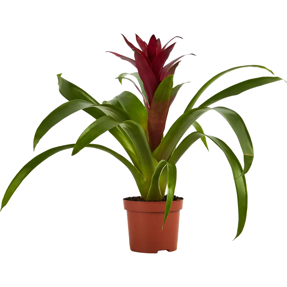 Бромелия Santreyd - тропическая красота для вашего интерьера 83738739 STLM-0044143