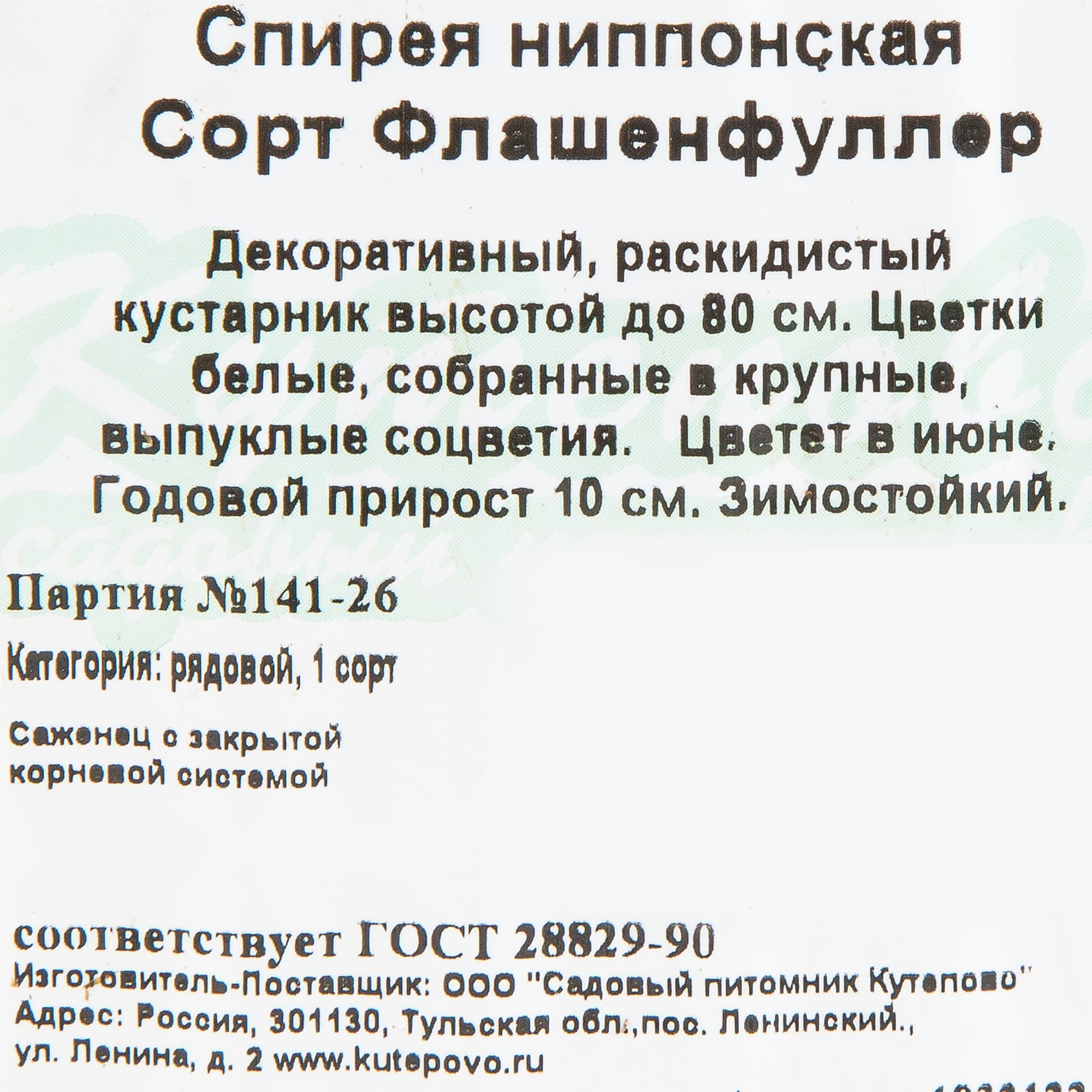 18321224 Спирея ниппонская С1, 25 см Santreyd  - Вид №1