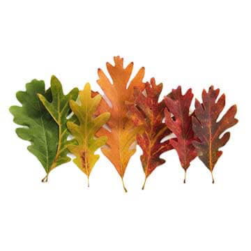 Листья дуба крашеные микс 80 см Santreyd 26380 - Вид №1