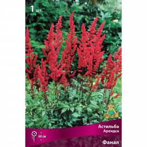 83598312 Астильба Арендса Фанал луковица I