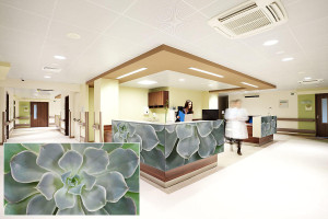 FSRT380 Стекло Vivispectra Zoom с прослойкой echeveria elegans Forms-surfaces