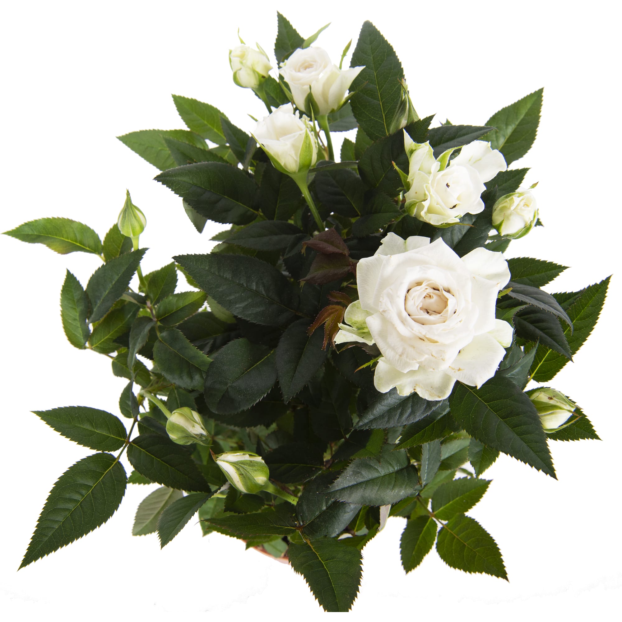 82046457 Роза «Бау Монде» микс Santreyd  - Вид №1