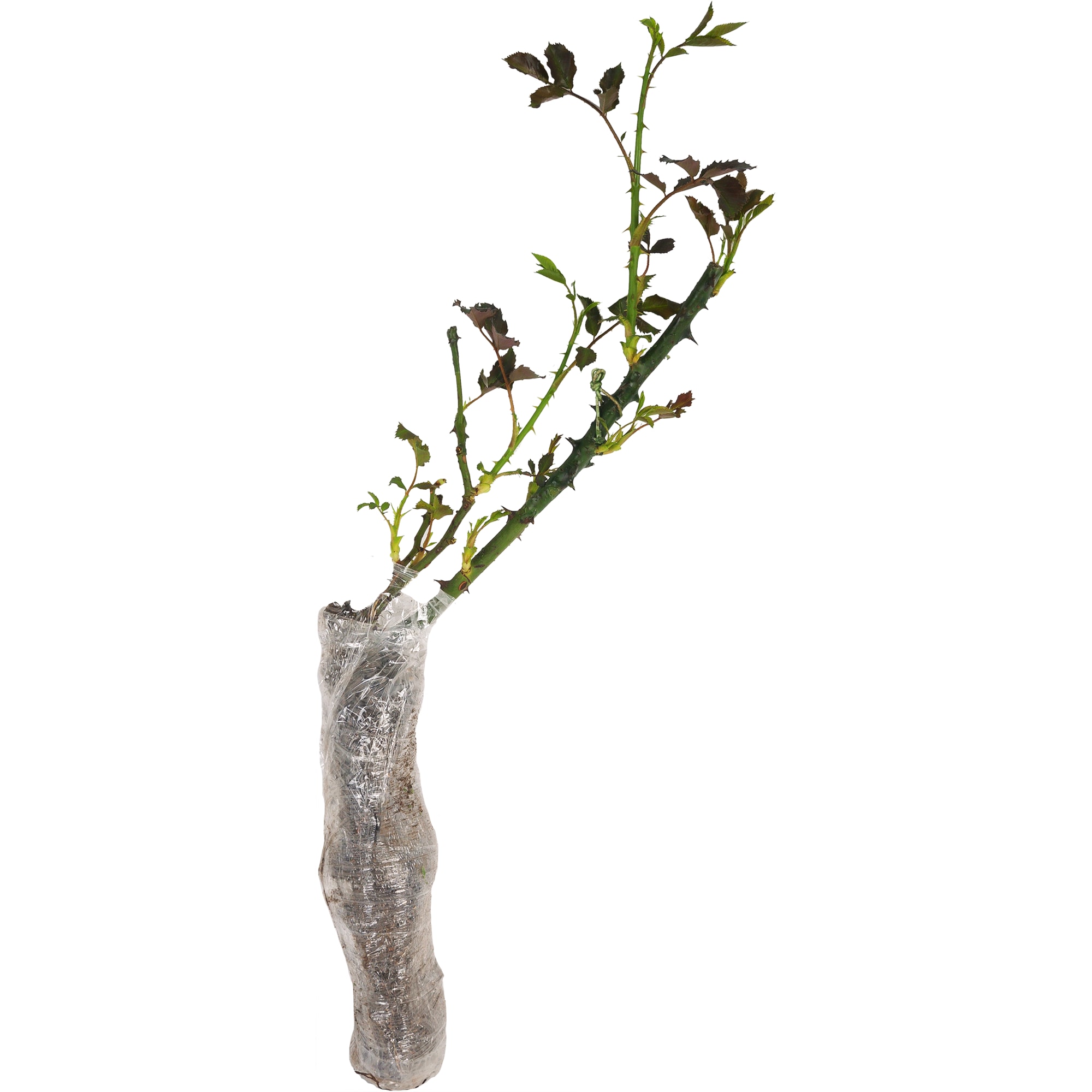 82142830 Роза чайно-гибридная «Беролина» в тубе Santreyd  - Вид №1