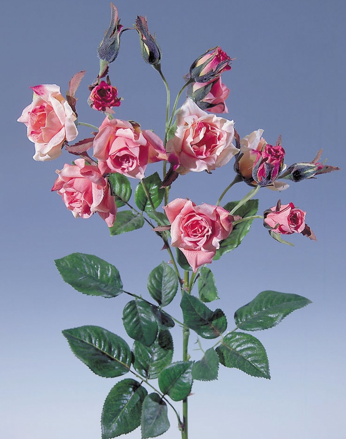 2371 420 a2 Искусственная роза, 75 см, вишня H-andreas 