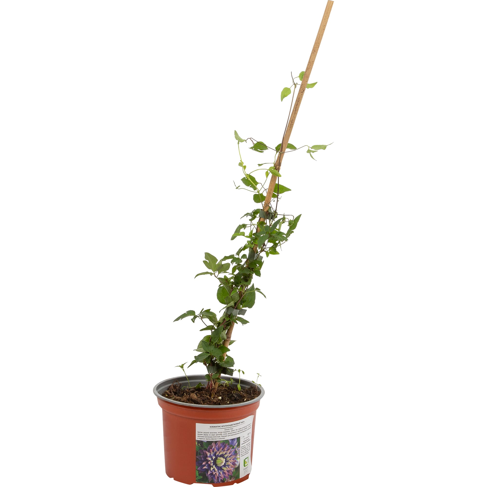 82585312 Клематис крупноцветковый «Тайга» 17x40 см Santreyd  - Вид №1