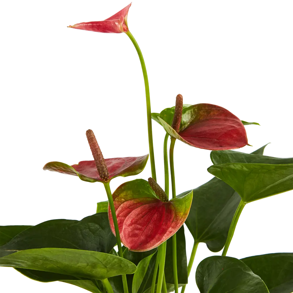 Антуриум Santreyd - экзотический цветок мужское счастье 83738759 STLM-0044146 - Вид №2