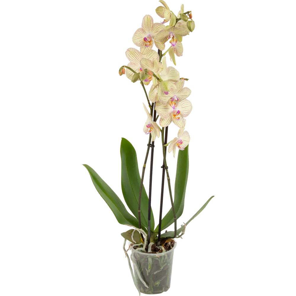 Орхидея Фаленопсис Торино ø12 h65 см Santreyd STLM-2042453