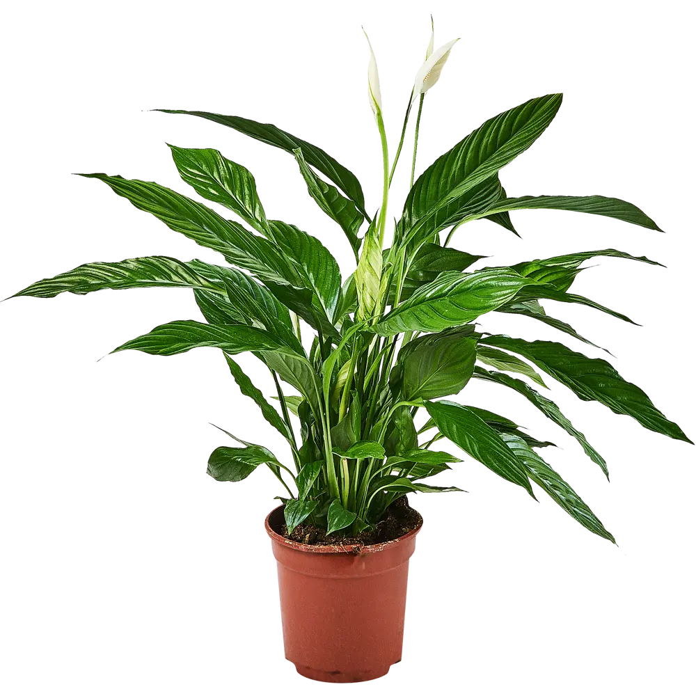 Santreyd Спатифиллум вариегатный — изысканное комнатное растение с белыми полосами 89356065 STLM-0965976