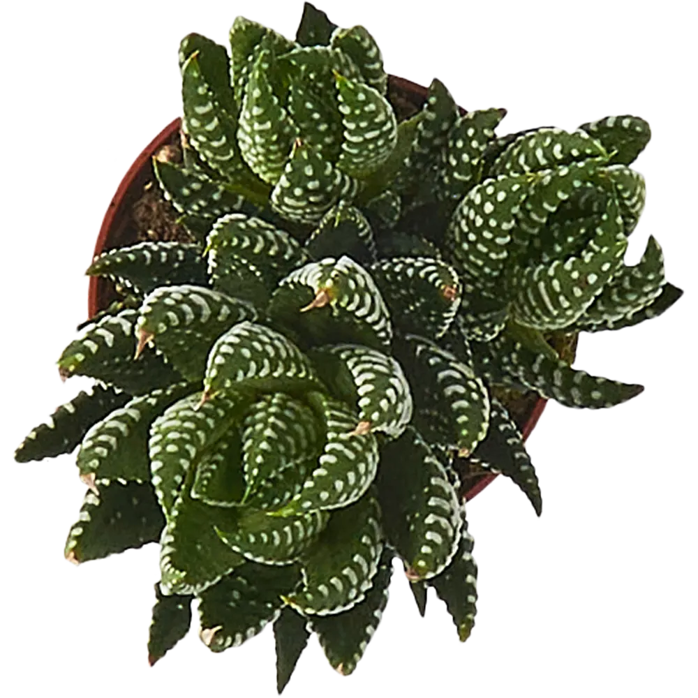 Santreyd Хаворция микс — суккулент для современного интерьера 85325019 STLM-0061569 - Вид №2