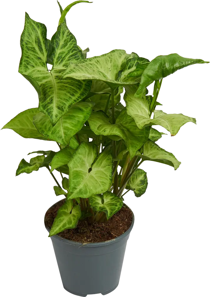 Santreyd Сингониум микс — изящное комнатное растение с декоративными листьями 82741703