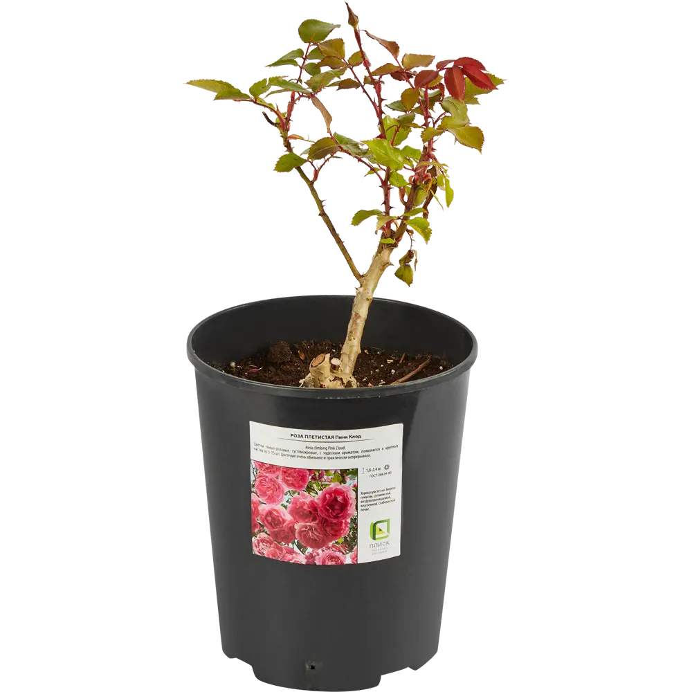Santreyd Плетистая роза Пинк Клод - обильноцветущий сорт для вертикального озеленения 85324118 STLM-0061376 - Вид №1