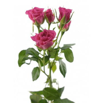 Роза тр лианне 70 см Santreyd 24684 - Вид №1