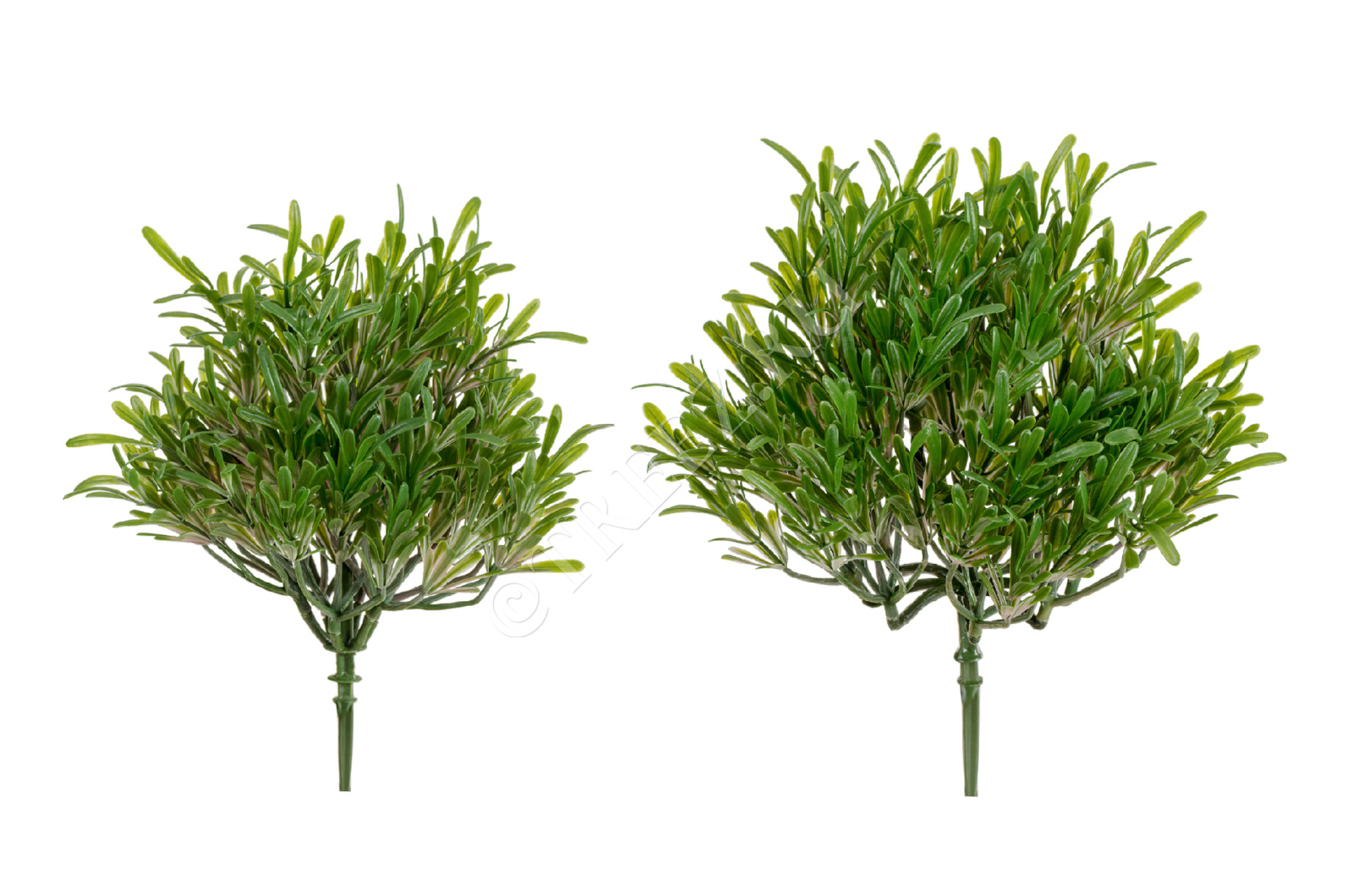 20.0219068GPN Трава Розмари Фэт куст (2 размера) Цветочная коллекция 