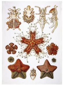 The NapKing Льняное кухонное полотенце Asterias