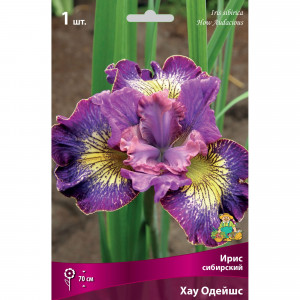 82662341 Ирис сибирский «Хау Одейшс» разбор I