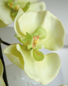 2508 788 a3 Искусственная орхидея Phalaenopsis, 110 см, real touch, бежево-зеленая H-andreas